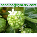 Natural Noni fruit extract/Morinda citrifolia extract powder(10 years factory)